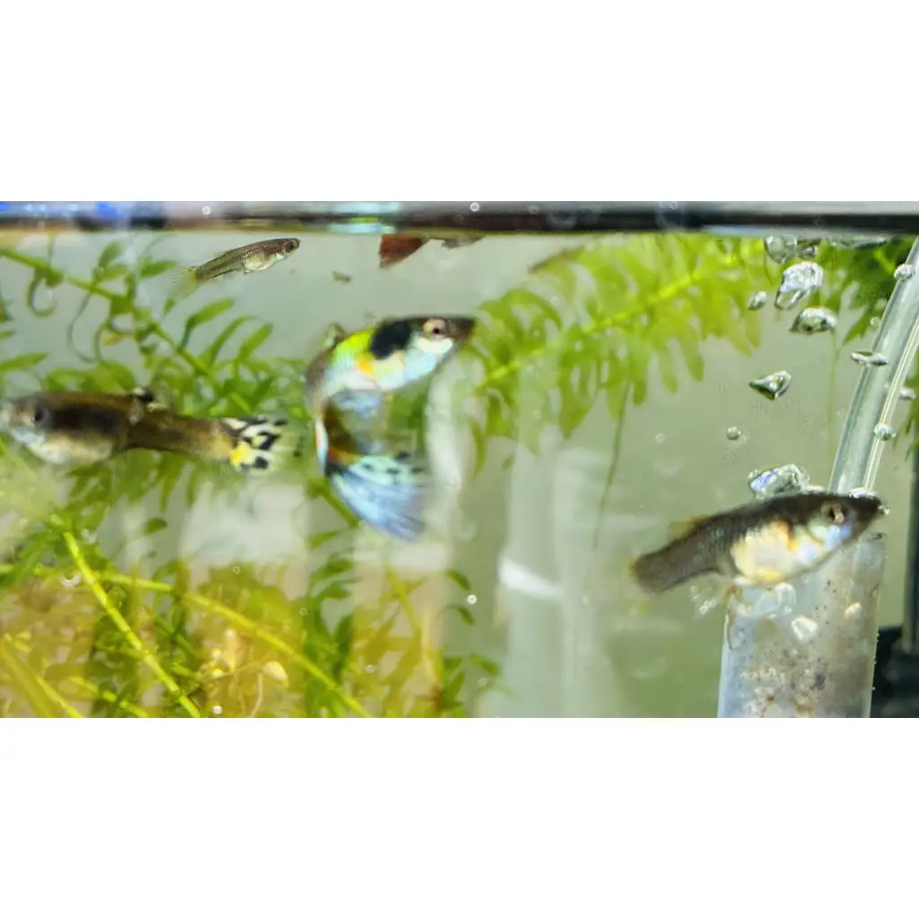 Adult guppies tropical fish 1