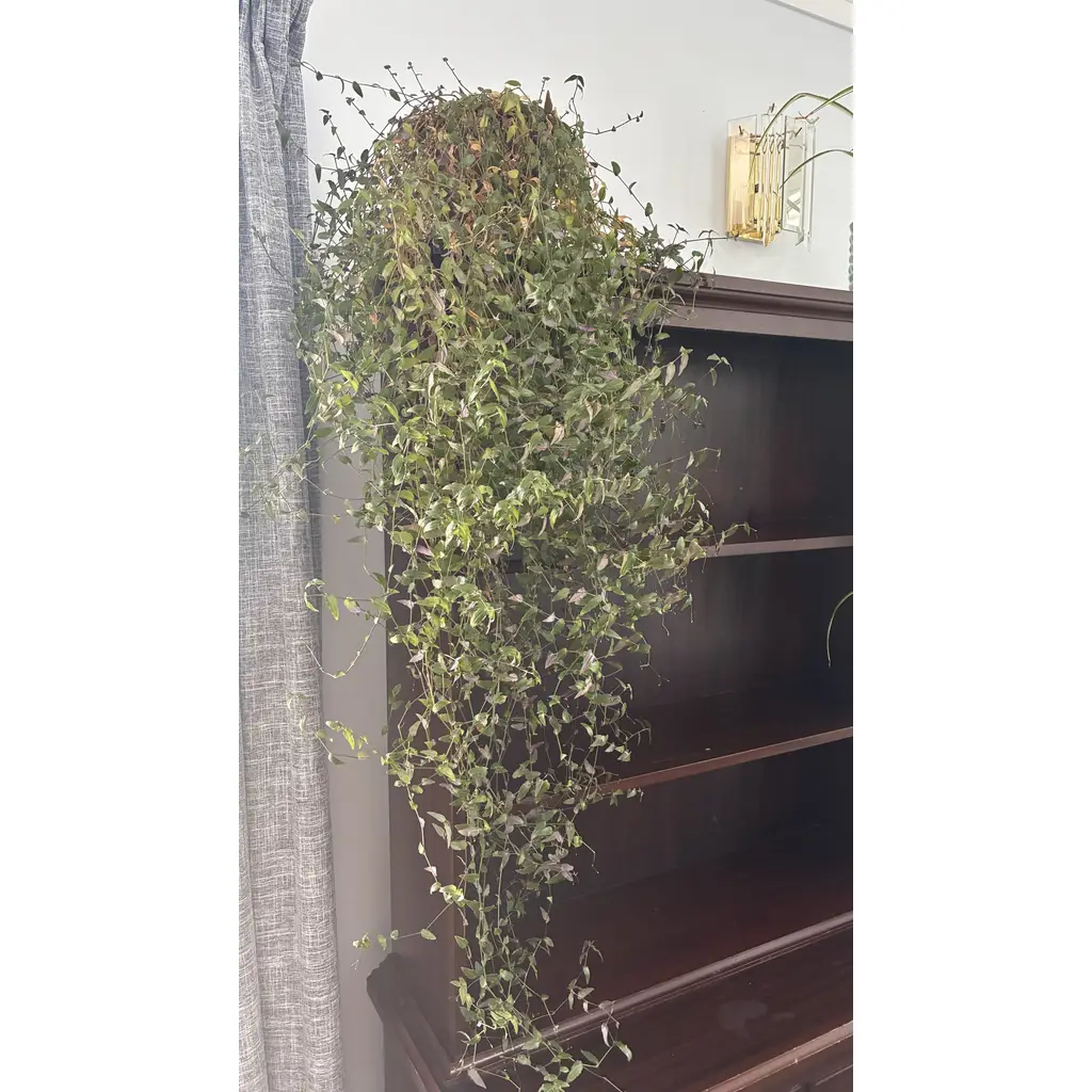 Creeping wire vine or Angel vine 1