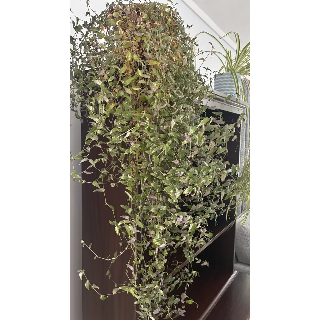 Creeping wire vine or Angel vine