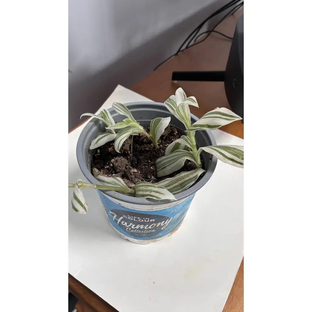 Tradescantia zebrina indoor plant 3