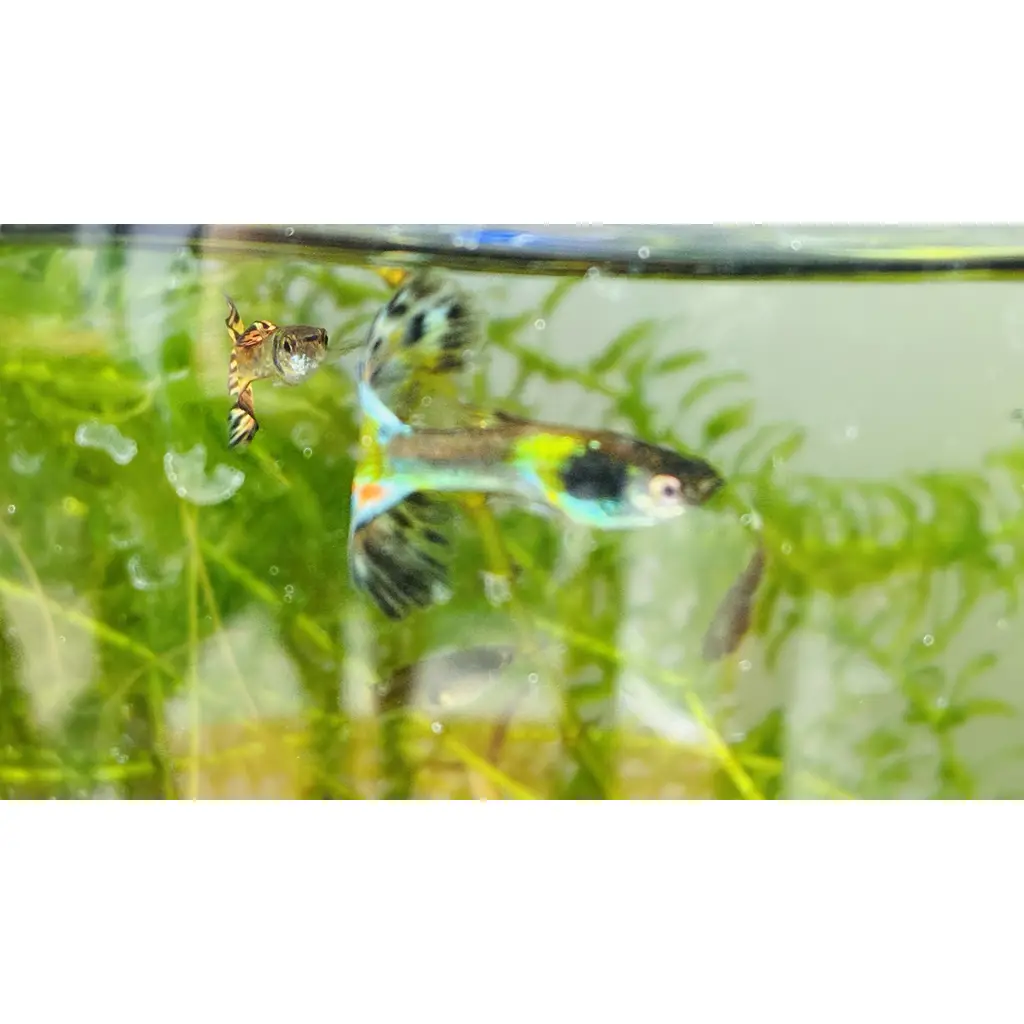 Adult guppies tropical fish 2