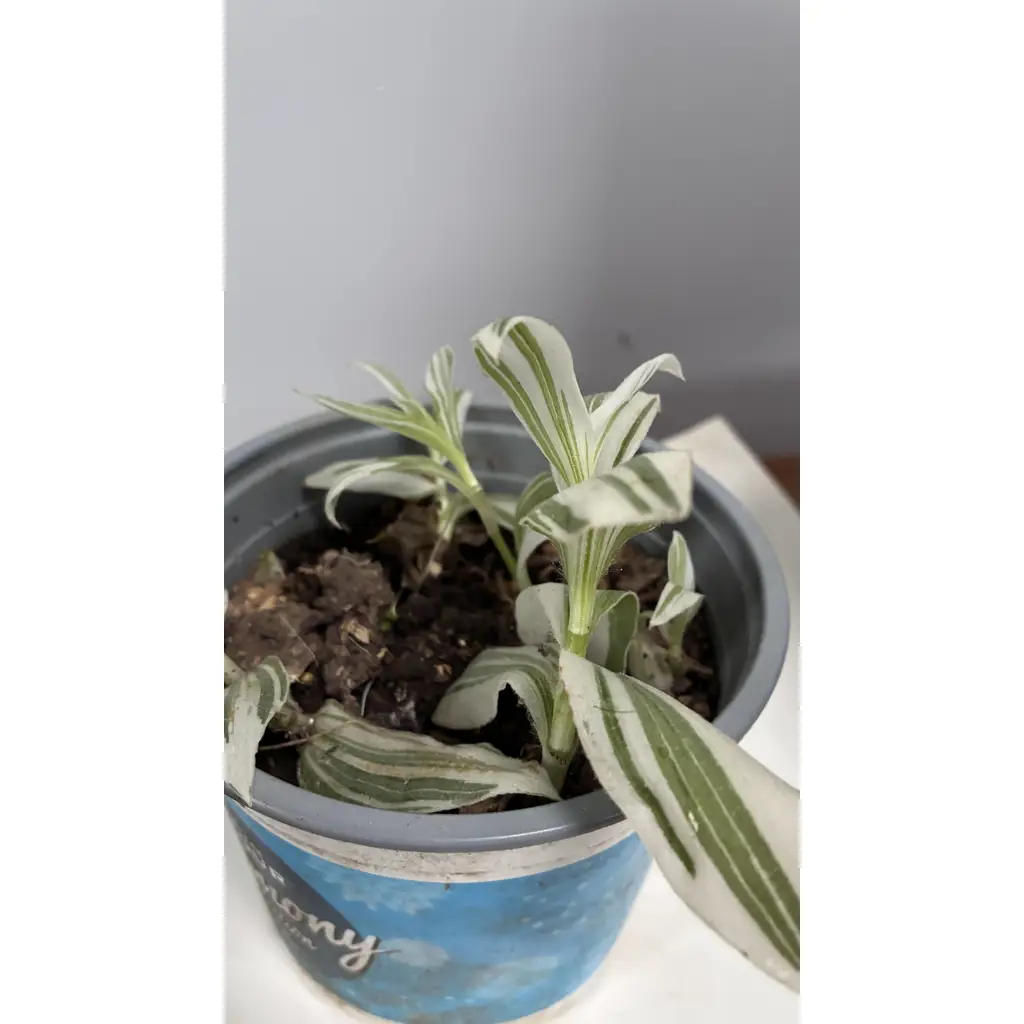 Tradescantia zebrina indoor plant 2
