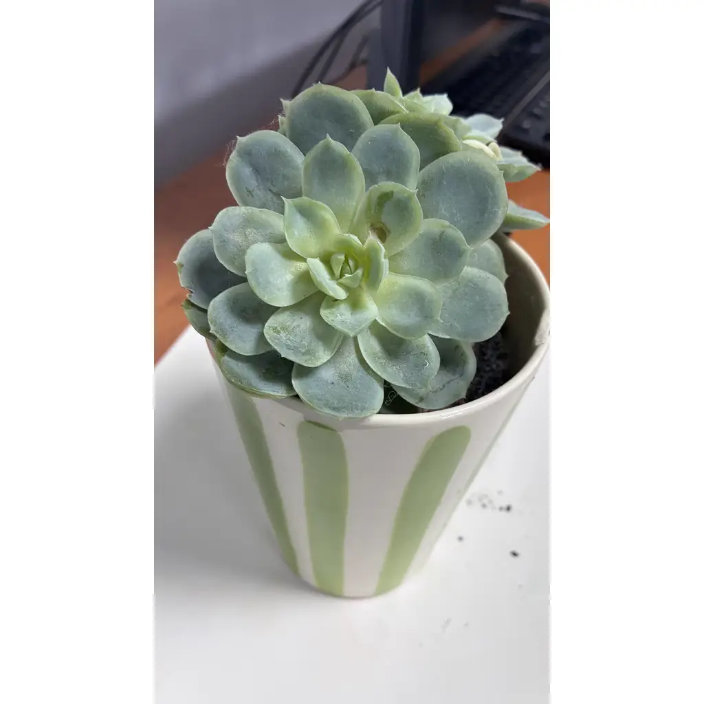 Succulent or Cactus Kokedama(Moss Ball) 1