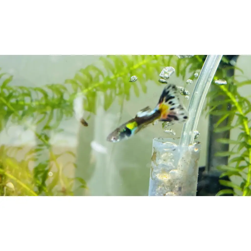 Adult guppies tropical fish 4