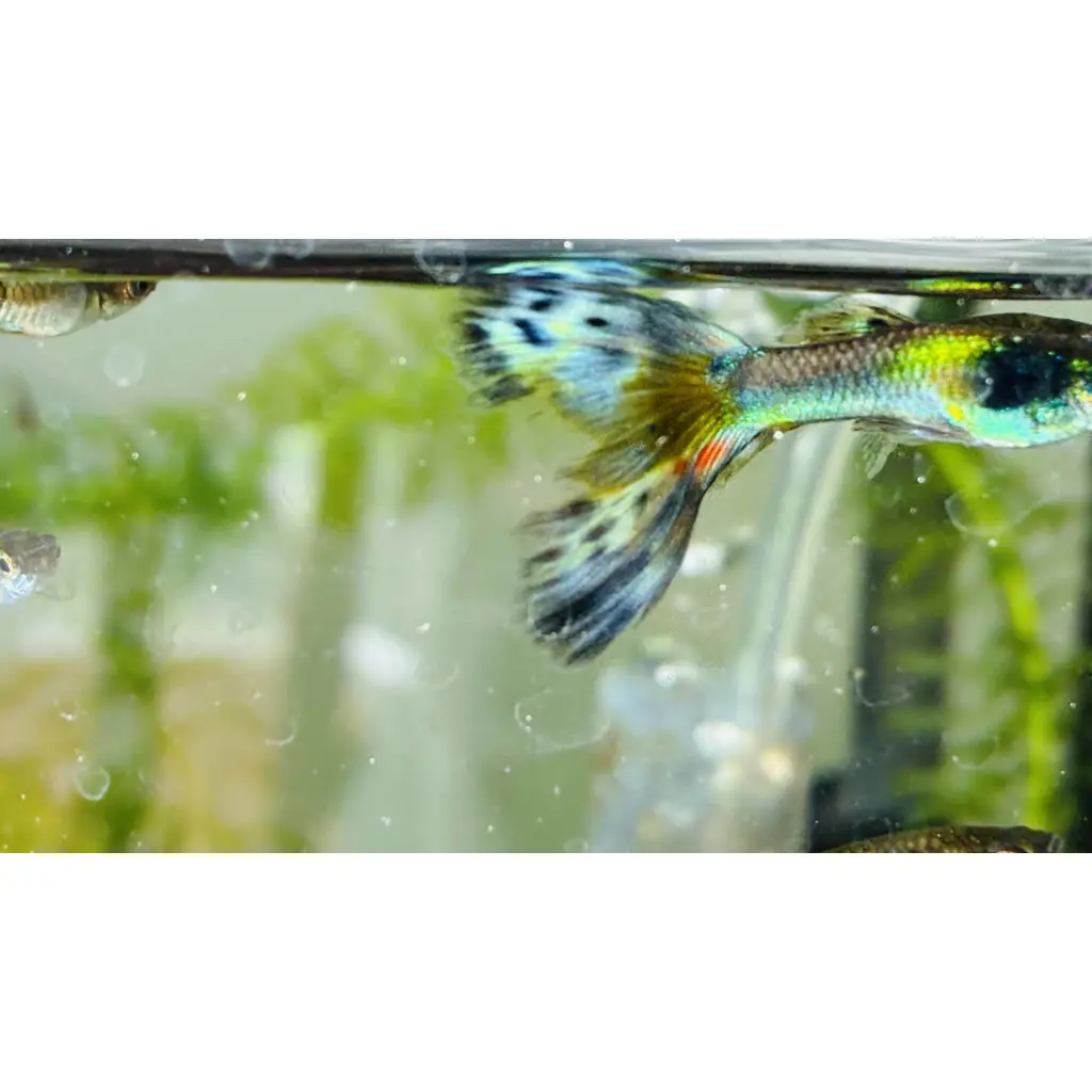 Adult guppies tropical fish 3