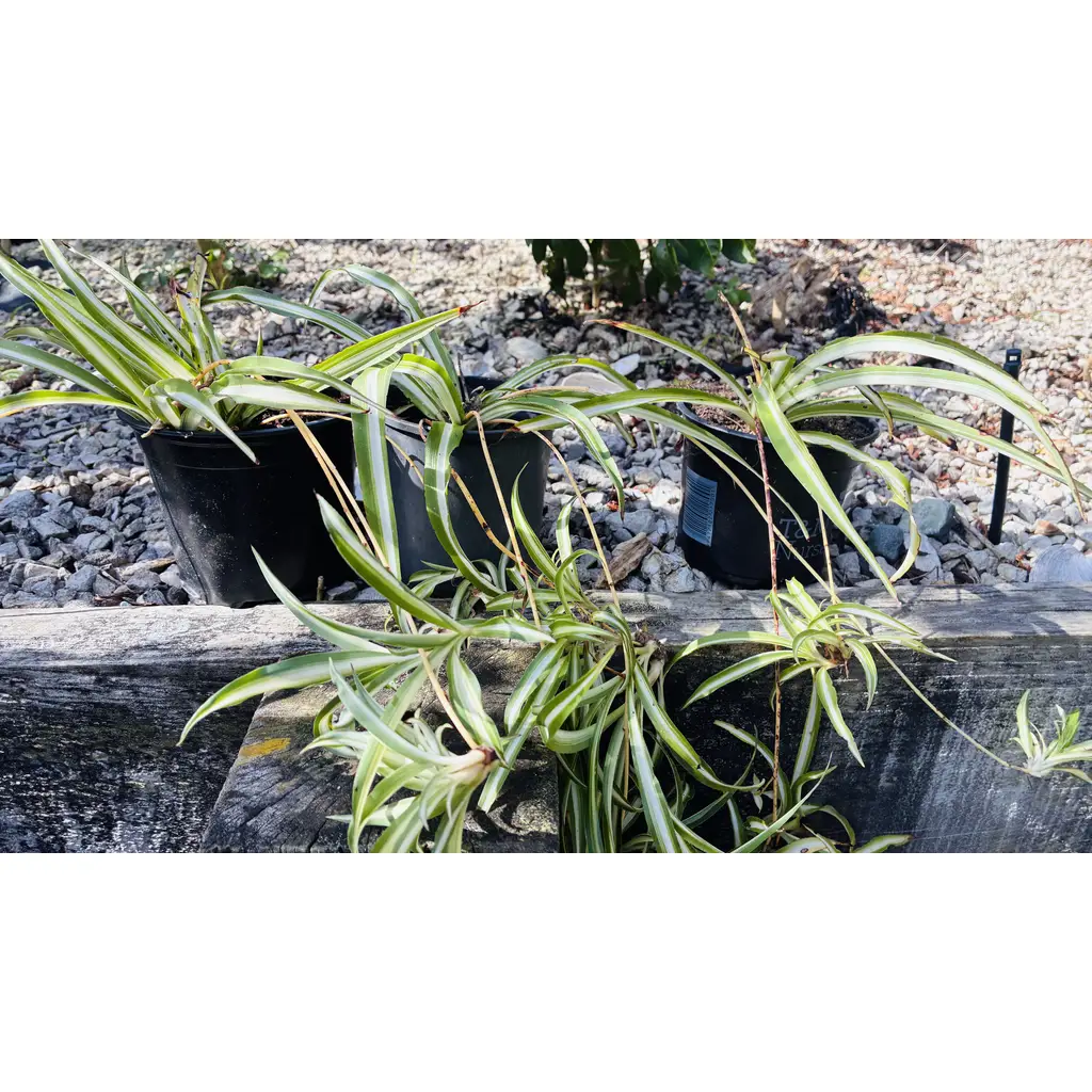 Plants Clearance Sale