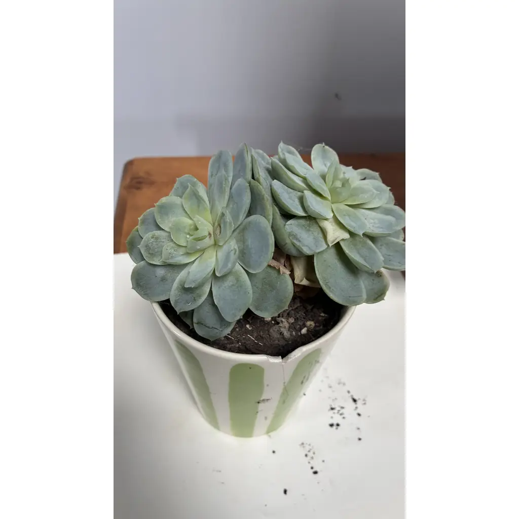 Succulent or Cactus Kokedama(Moss Ball)