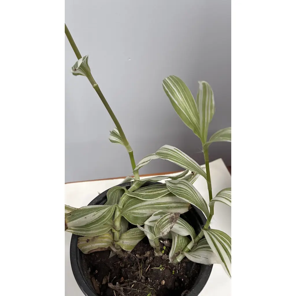 Tradescantia zebrina indoor plant 1