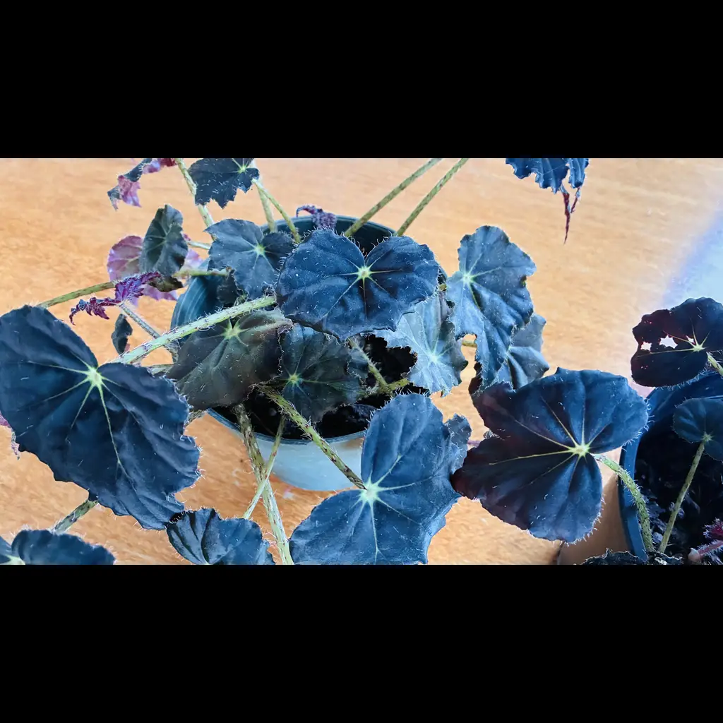 Plants Clearance Sale 3