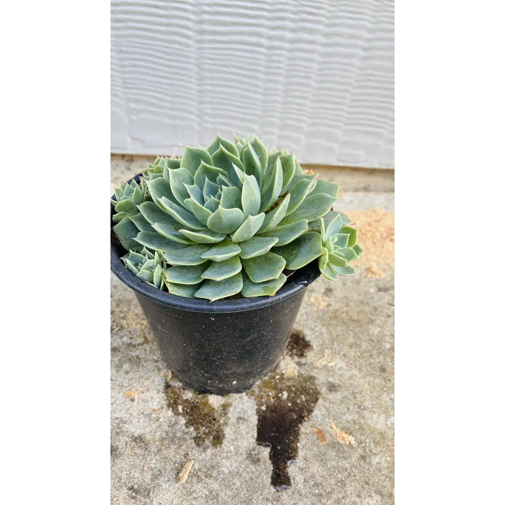 Plants Clearance Sale 6