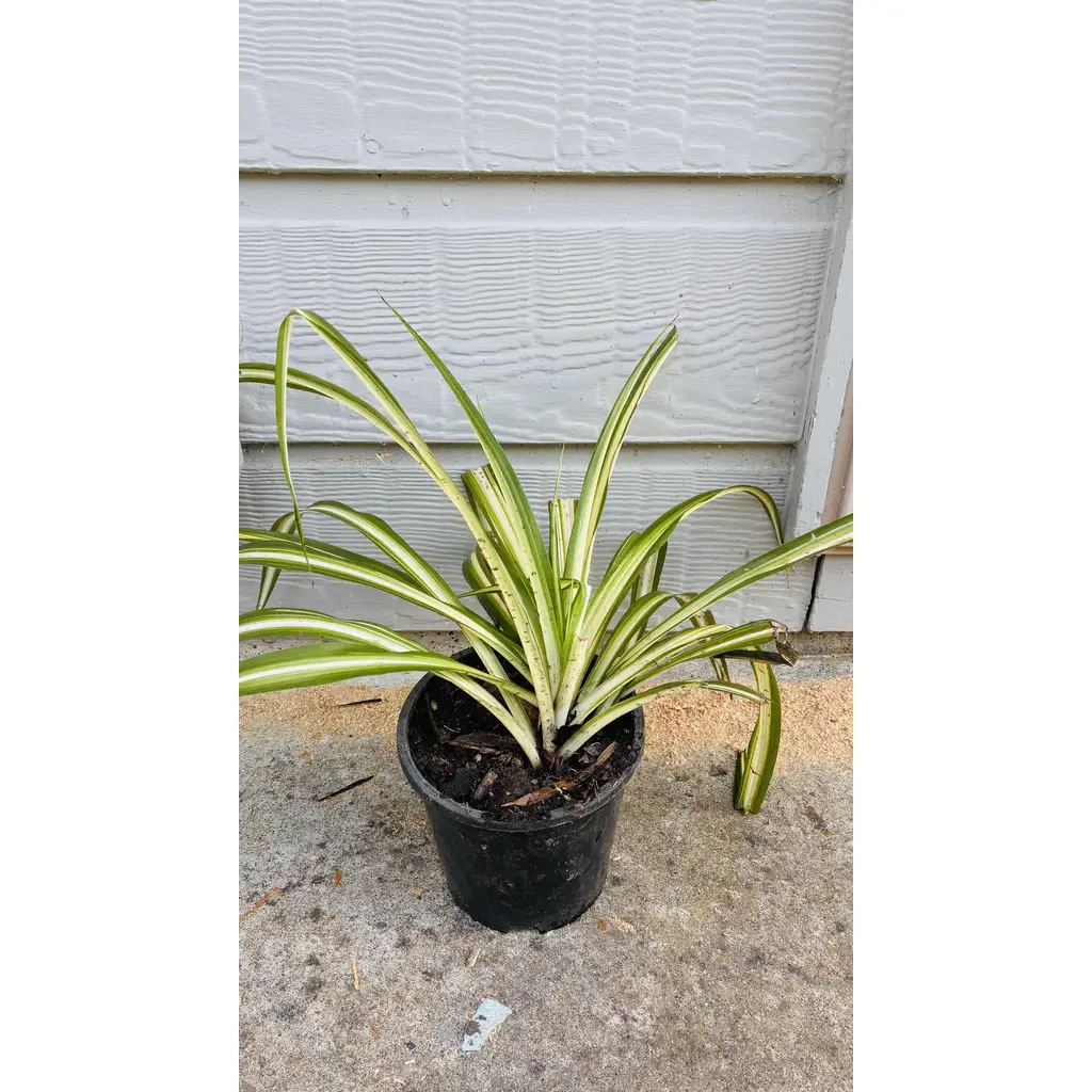 Plants Clearance Sale 5