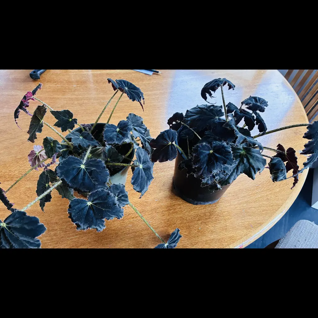 Plants Clearance Sale 1