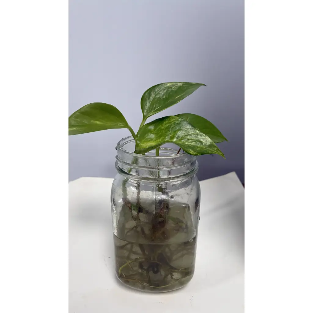 Golden Pothos - Epipremnum aureum 1