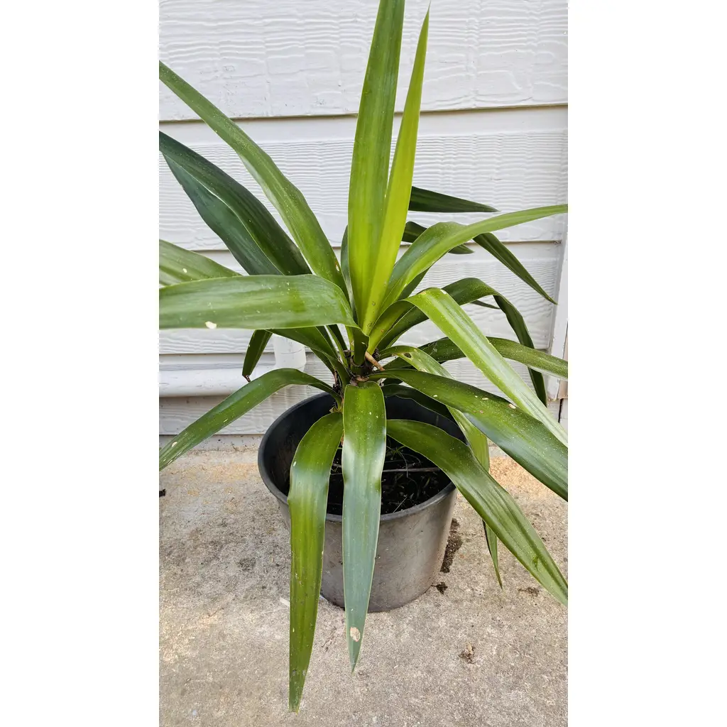 Yucca Plant