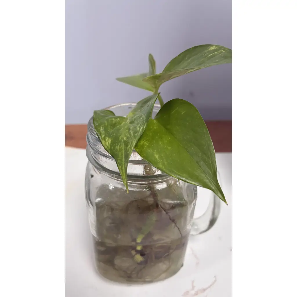 Golden Pothos - Epipremnum aureum