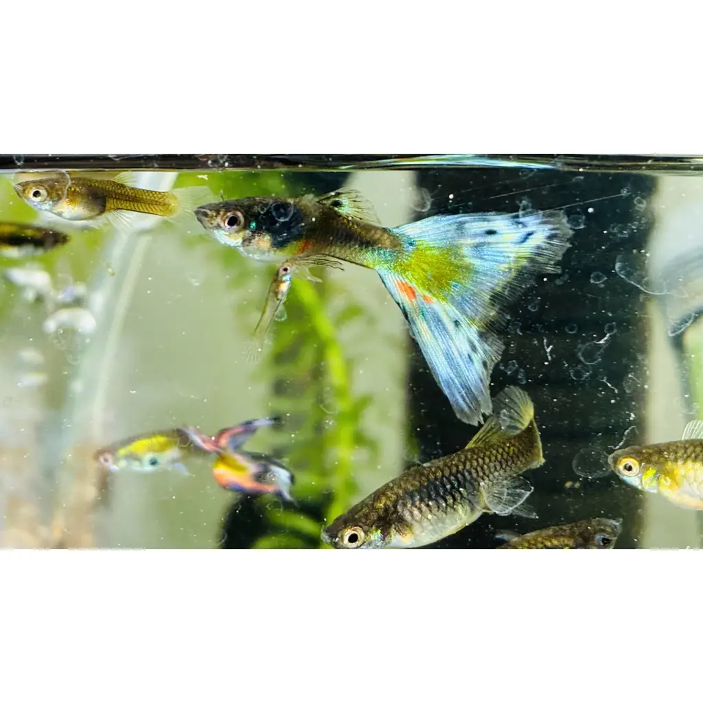 Adult guppies tropical fish