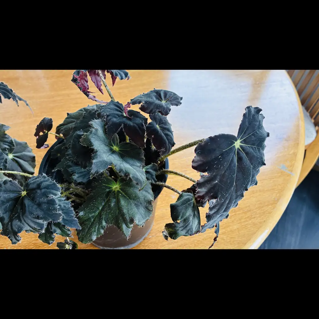 Plants Clearance Sale 2