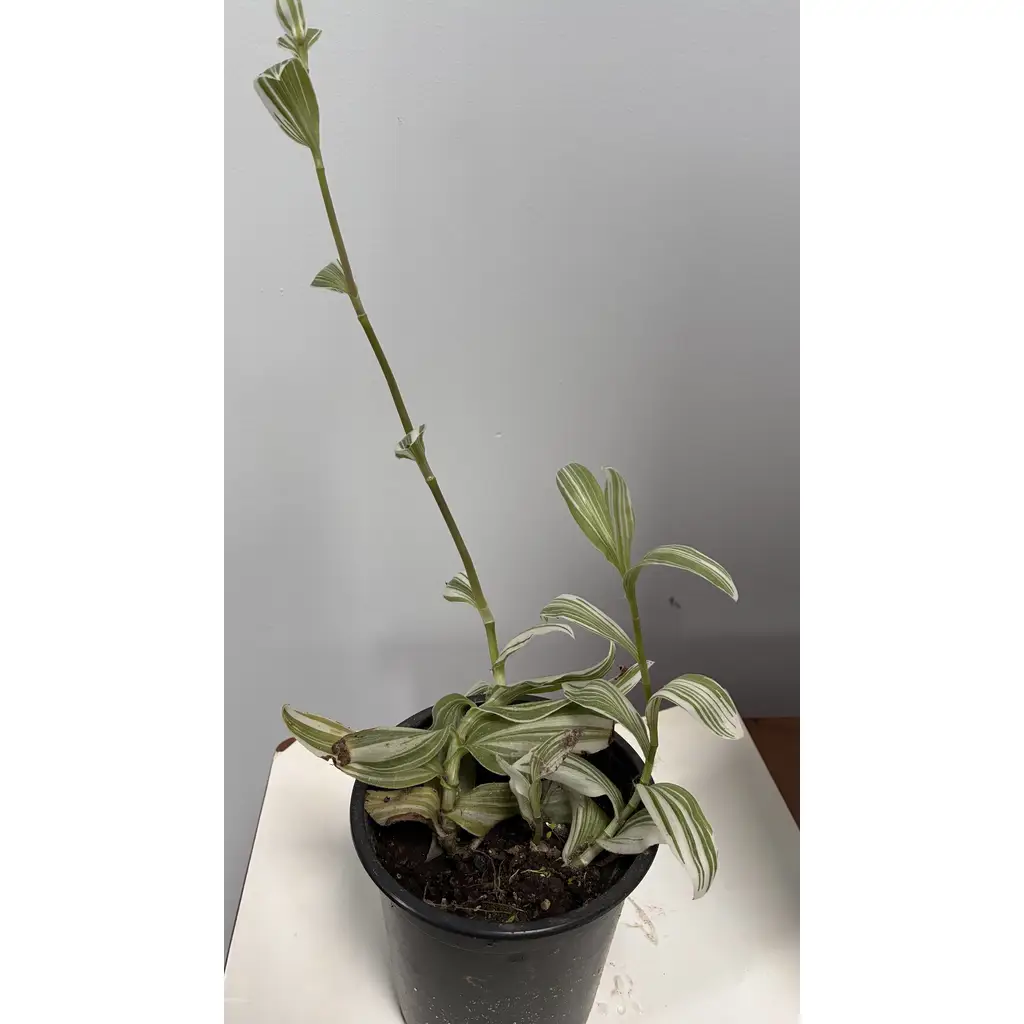 Tradescantia zebrina indoor plant