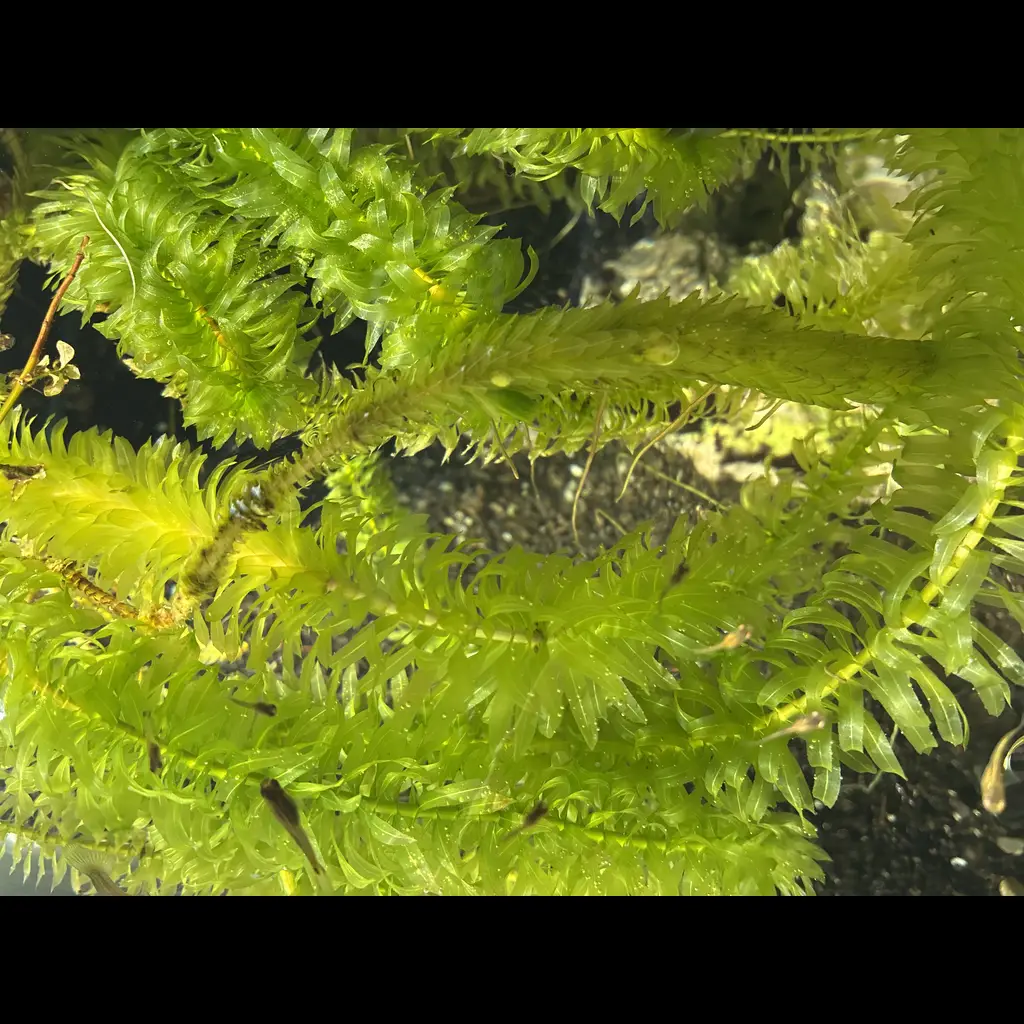 Plants Clearance Sale 4